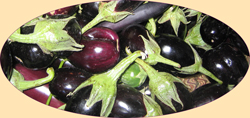 baby eggplants/brinjals
